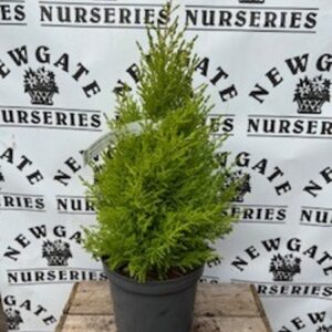 Monterey cypress, Cypress