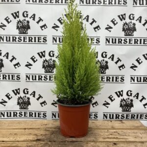 Cupressus Goldcrest 13cm