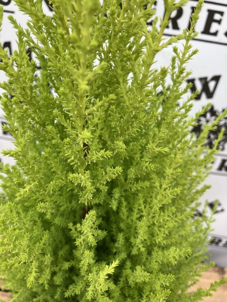 Cupressus Goldcrest 13cm - Image 2