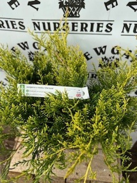 Monterey cypress, Cypress - Image 2