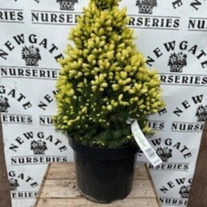 Picea Glauca Dasiys White 7lt