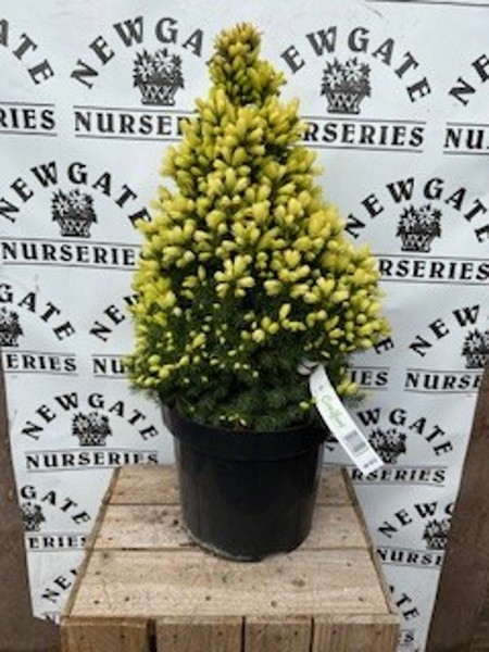 Picea Glauca Dasiys White 7lt