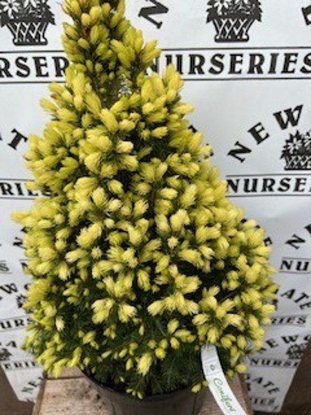 Picea Glauca Dasiys White 7lt - Image 2