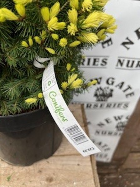 Picea Glauca Dasiys White 7lt - Image 3