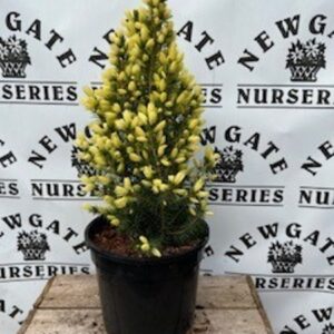 Picea Glauca Dasiys White 3ltr