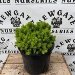Picea Glauca Alberta Globe 3ltr