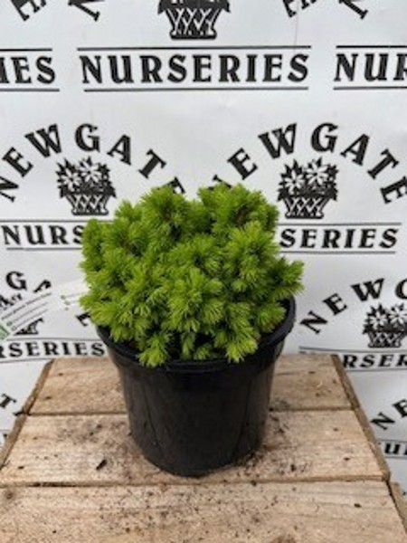 Picea Glauca Alberta Globe 3ltr
