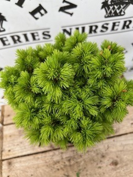 Picea Glauca Alberta Globe 3ltr - Image 2