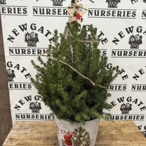 Picea Glauca Christmas Tin