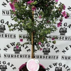 Anisodontea Capensis Princess