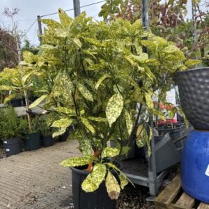 Aucuba  Japonica Crotonifolia 100cm