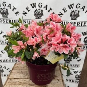 Rhododendron (Azalea) Encore