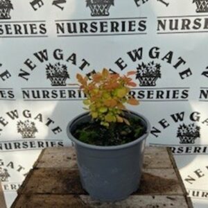 Berberis Orange ice  C3