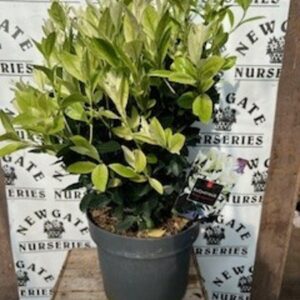 Euonymus Japon Extravaganza c3