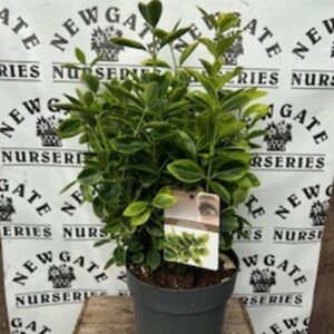 Euonymus Japon Aureomarginatus c5