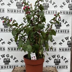 Fuchsia Bella Mix