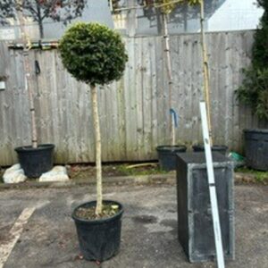 Ligustrum  Jonadrum Std c18 35/40cms head