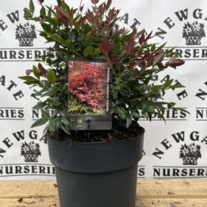 Nandina Domestica Obsessed C5