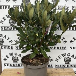 Rhododendron C10 Value MIx