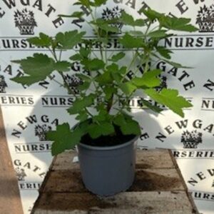Ribes Sanguineum Pulborough Scarlet
