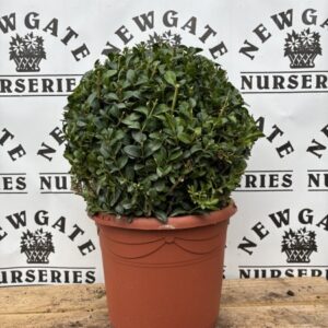 Buxus Ball (5L)