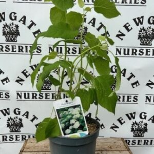 Hydrangea Aborescens  'Annabelle'
