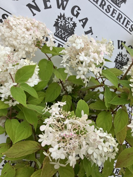 Hydrangea pan Limelight Std XL - Image 2