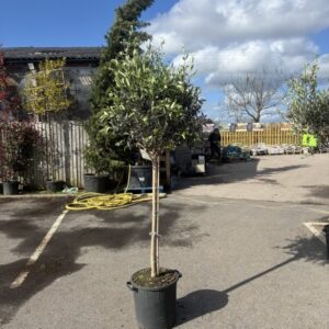 Olea europea std 14-16 girth