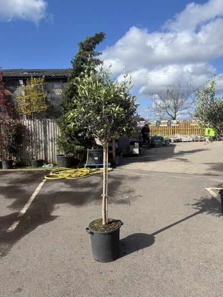Olea europea std 14-16 girth