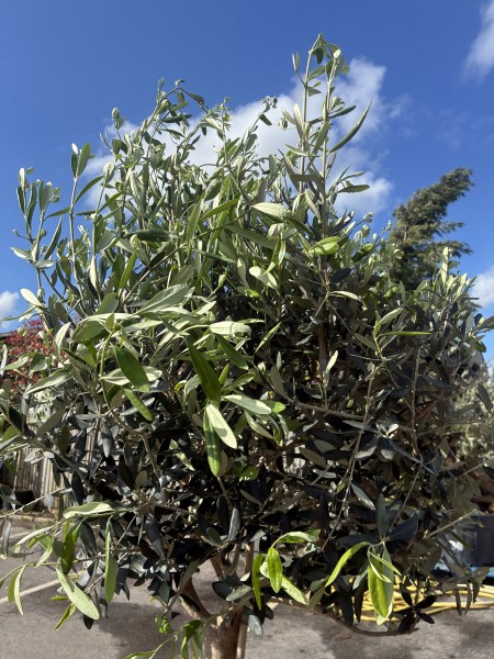 Olea europea std 14-16 girth - Image 2