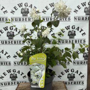 Philadelphus Pearl de Perfume