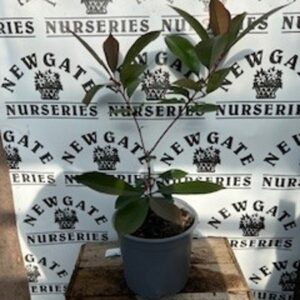 photinia red robin c3