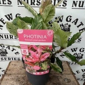Photinia ser. Pink Crispy