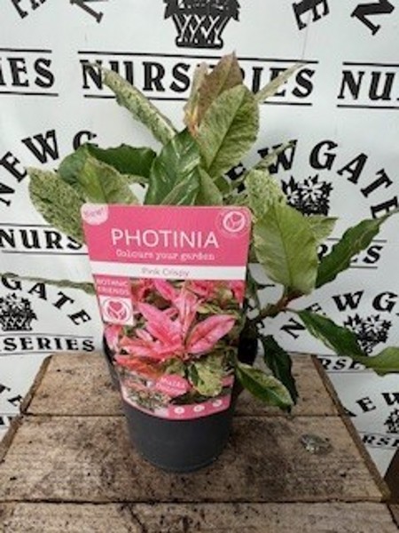 Photinia ser. Pink Crispy