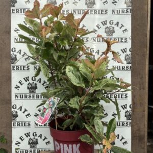 Photinia ser. Pink Crispy C10