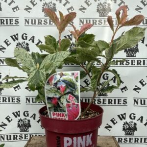 Photinia ser. Pink Crispy C5