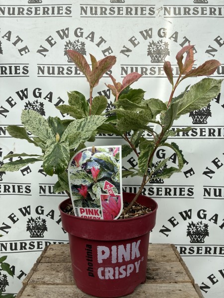 Photinia ser. Pink Crispy C5