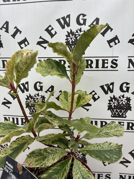 Photinia ser. Pink Crispy - Image 2