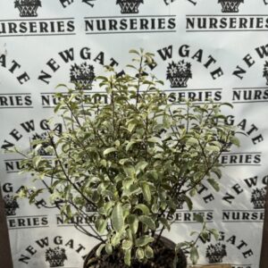 Pittosporum Ten.Silver Queen c10