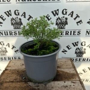 Potentilla Bellisima