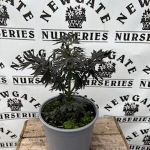 Sambucus Laced Up