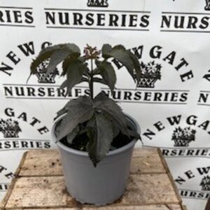 Sambucus Nigra Black Tower