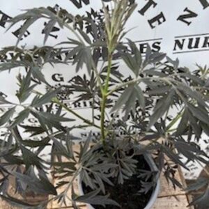 Sambucus Black Lace