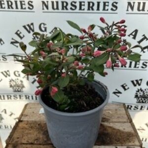 Weigela Vintage love