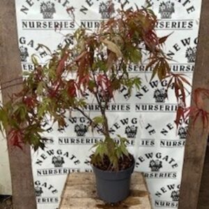 Japanese maple, Maple
