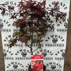 Japanese maple, Maple