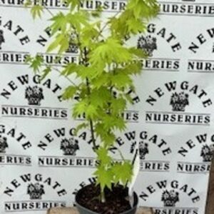 Acer shirasawanum Jordan c2.5