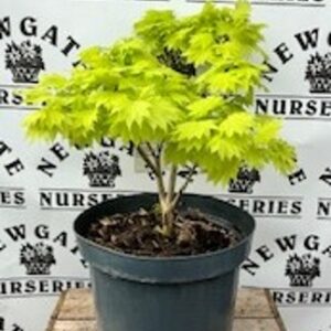 Acer shirasawanum Aureum c2.5