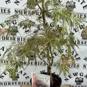 Acer shirasawanum ornatum c2.5