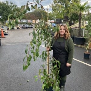 FMPrunus Kiku-shidare Sakura 12 LTR